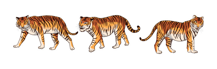 brown tiger  vector illustration consisting of three images