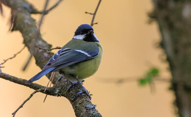 Female Great(Parus major) tit closeup  in springtime
