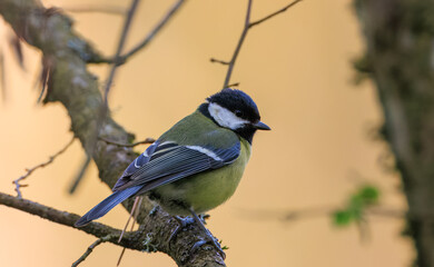 Female Great tit closeup  in springtime