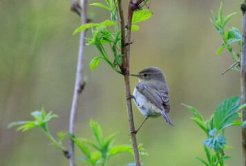 Common Chiffchaff(Phylloscopus collybita) looking back at camera