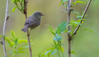 Common Chiffchaff(Phylloscopus collybita) looking back at camera