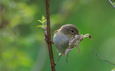 Willow warbler (Phylloscopus trochilus) holding dry leaf