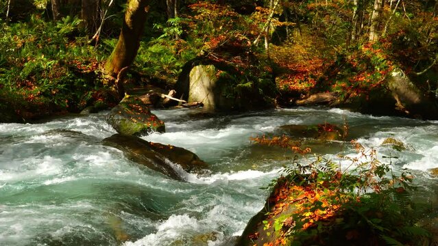 Oirase Stream in autumn sunny day, Beautiful fall or autumn foliage scene in a forest Flowing river and mossy rocks in Towada Hachimantai National Park, Aomori Prefecture in Japan, Travel or outdoor