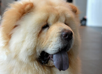 A close up shot of dog while looks on.