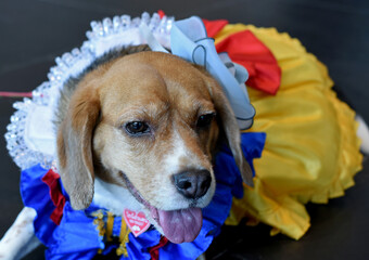 A close up shot of dog in colorful costume.