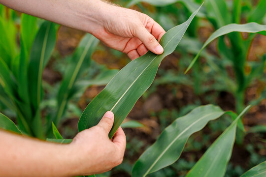 Farmer hand examining corn plant in field. Agricultural activity at cultivated land.,agronomist inspecting maize seedling