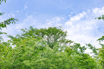 緑色が鮮やかな初夏の植物