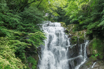 Fototapeta na wymiar 福岡県にあるマイナスイオンたっぷりの滝（糸島　白糸の滝）