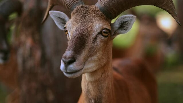 Close up of the head of a mouflon ram in natural environment. Slow motion footage
