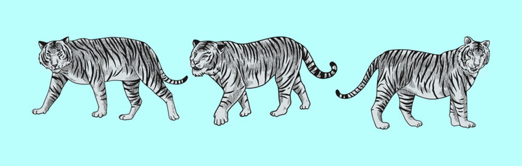 grey tiger  vector illustration with shading consisting of three images