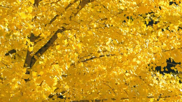 Dramatic view of yellow gingko leaves blowing in wind in autumn or fall, Nature or landscape, Nobody