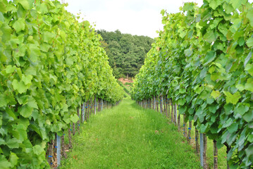 Fototapeta na wymiar Close Up of Rows of Grapevines in German Vineyard 