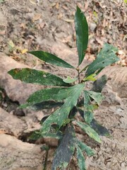 Red Nan, a very common tree species in Taiwan