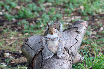 Curious gray squirrel. Close up photo of cute grey European squirrel. Animals in the wild concept. 