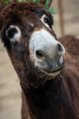 Donkeys engaged in a friendly competition, vying for a taste of the luscious grass beneath their hooves.