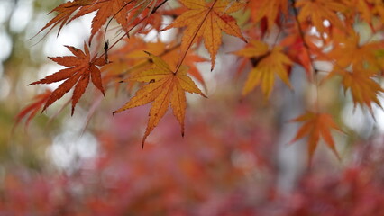 京都の紅葉