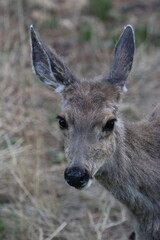 Baby Elk