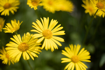 Yellow flowers. Flowers in park. Petaled yellow.