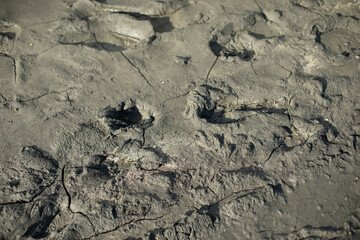 Dirt with traces. Land with water. After rain. Rural Road Details.