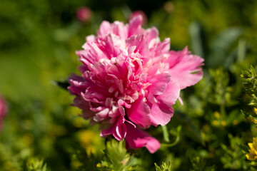 Peony in garden. Large flower. Pink flower in garden.