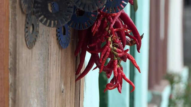 Chili-Schoten zum Trocknen