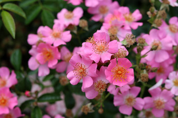 Obraz premium Pink wild rose flowers blooming in the garden on a summer day, closeup photo. Nature background