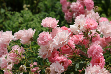 Obraz na płótnie Canvas Beautiful pink rose bush blooming in the garden. Closeup photo of pink petals. Summer day in rose garden. 