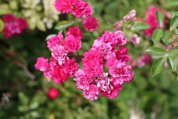 Fototapeta premium Beautiful pink rose bush blooming in the garden. Closeup photo of pink petals. Summer day in rose garden. 