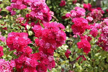 Beautiful pink rose bush blooming in the garden. Closeup photo of pink petals. Summer day in rose garden. 