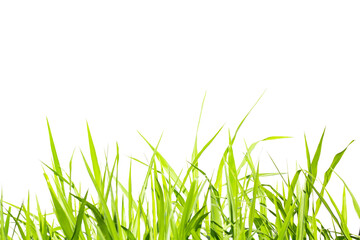 grass isolated on white background, clipping path