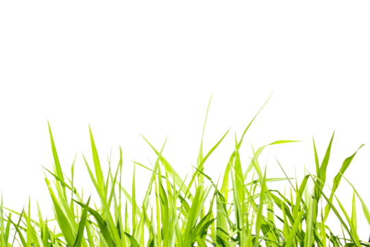 grass isolated on white background, clipping path