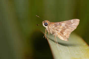 Borboleta Hesperiídea