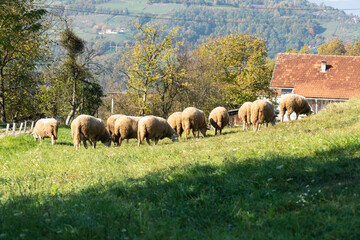 Sheep graze in a pasture in the mountains.