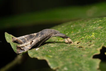 Mariposa Palthis