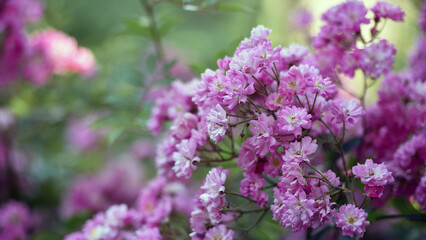 Veilchenblau, rose flower, background. pink roses on a bush in the garden, close-up. Flowering Purple White English Rosa Veilchenblau Climbing Rose Bush. in the garden in the flower bed