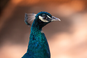 Peacock in close-up. Peacock silhouette isolated on a blurred background. Decorative feathers of a large bird.