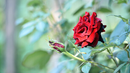 rose flower. Red rose flower background. Red roses on a bush in the garden, close-up. Red rose...