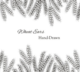 Wheat ears hand-drawn bunner, vector illustration. Banner design with hand drawn wheat ears
