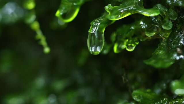 [超スローモーション撮影120P]自然によってろ過された天然成分やミネラルが豊富な水がコケを通る