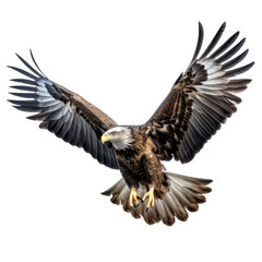Obraz premium Big eagle looking isolated on white