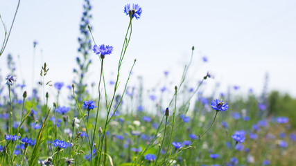 Cornflower, Centaurea cyanus Rare flower of Arable Fields. blue wildflowers, natural floral...