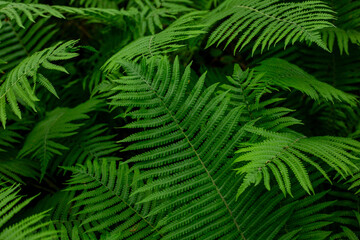 Fresh green natural fern leaves in midsummer in July in Latvia