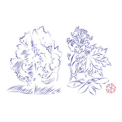 Continuous line drawing of a maple tree with branch and flower details. Hand drawn, vector illustration