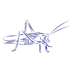 Continuous line drawing of a cricket insect and nature simbol. Hand drawn, vector illustration