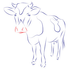 Continuous line drawing of a cow. Hand drawn, vector illustration