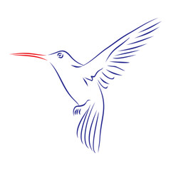 Continuous line drawing of a colibri bird in flight, wings opened. Hand drawn, vector illustration