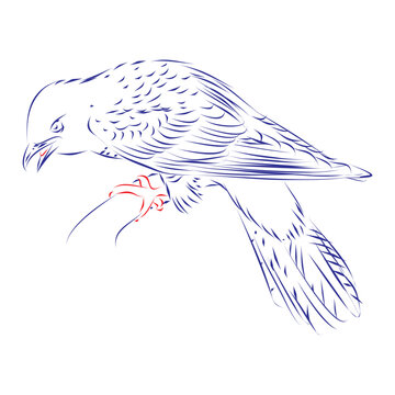 recommend clip art: Continuous line drawing of a cuckoo bird sitting on a branch. Hand drawn, vector illustration