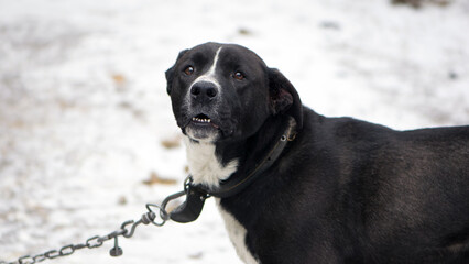 black and white adult Alabai, in winter or early spring. guards the house. beautiful dog with a collar, close-up. be aware of dogs. old dog on the street. black color