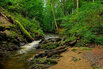 Die Prießnitz, Dresdner Heide, Dresden-Klotzsche, Sachsen, Deutschland