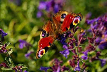 Wunderschöner Schmetterling auf Blüte